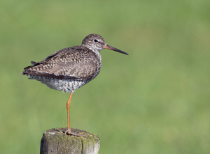 Tureluur - polder Arkemheen