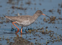Tureluur - polder Arkemheen