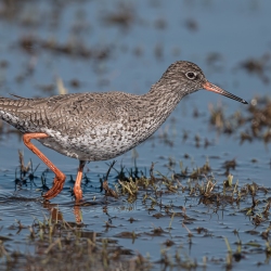 Tureluur - polder Arkemheen