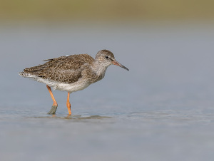 Tureluur - polder Arkemheen