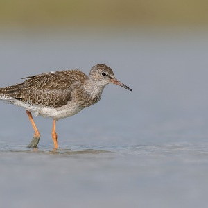 Tureluur - polder Arkemheen