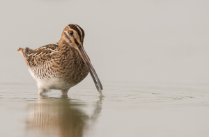 Watersnip - Friesland