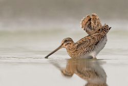 Watersnip - Friesland