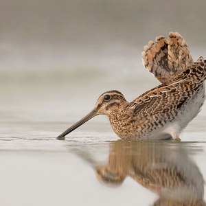 Watersnip - Friesland