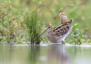 Watersnip - Friesland