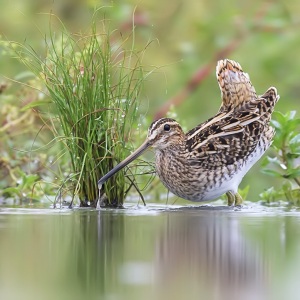 Watersnip - Friesland