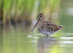 Watersnip - Friesland