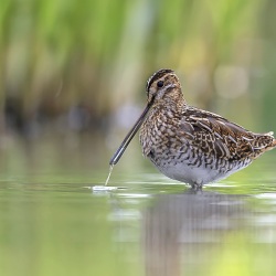 Watersnip - Friesland