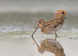 Watersnip - Friesland
