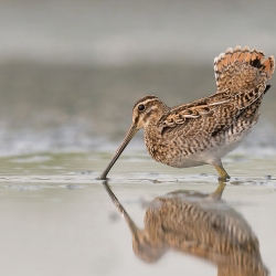 Watersnip - Friesland