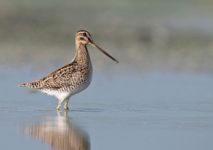Watersnip - Friesland