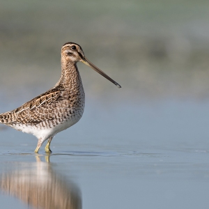 Watersnip - Friesland