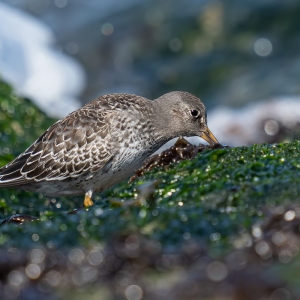 Paarse strandloper