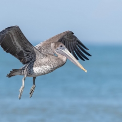 Bruine pelikaan - Honeymoon island