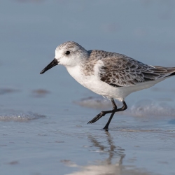 Drieteenstrandloper - Honeymoon island