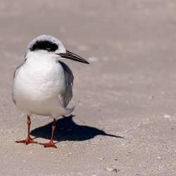 Forsters stern - Honeymoon island