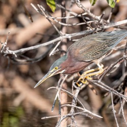 Groene reiger - Fort de Soto