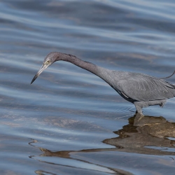 Kleine blauwe reiger- Honeymoon island