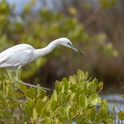 Kleine zilverreiger - Merritt island