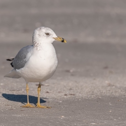 Ringsnavelmeeuw - Honeymoon island