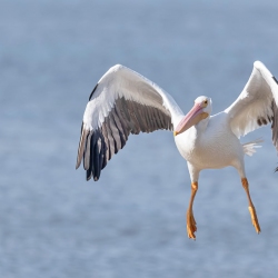 Witte pelikaan - Sanibel island