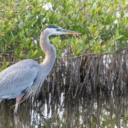 Amerikaanse blauwe reiger - Merrit island Blackpoint Wildlife drive