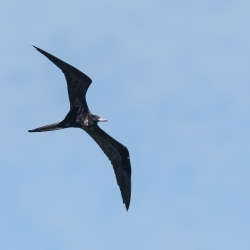 Amerikaanse fregatvogel - Sanibel island