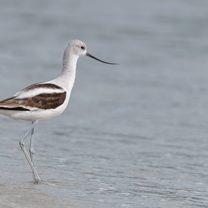 Amerikaanse kluut - Sebastian inlet