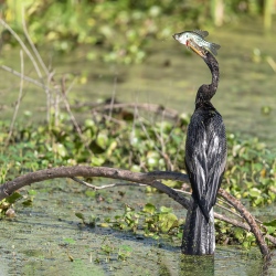 Amerikaanse slangenhalsvogel - Apopka Wildlife drive