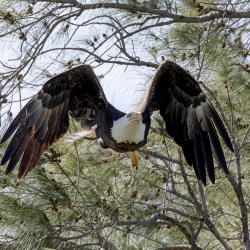 Amerikaanse zeearend - Sanibel island