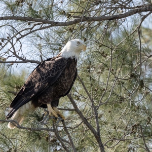 Amerikaanse zeearend - Sanibel island