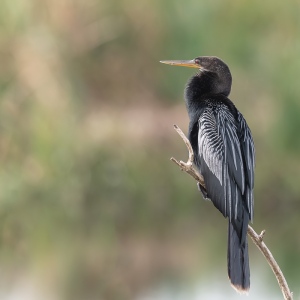 Amerkaanse slangenhalsvogel - Apopka Wildlife drive