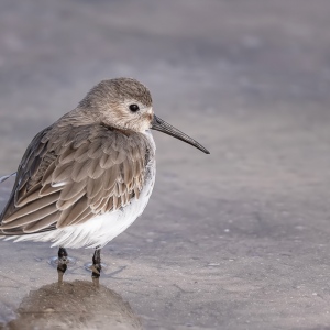 Bonte strandloper - Fort de Soto