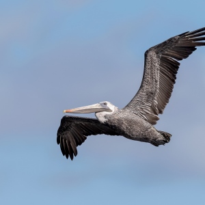 Bruine pelikaan - Fort de Soto