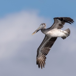 Bruine pelikaan - Sanibel island