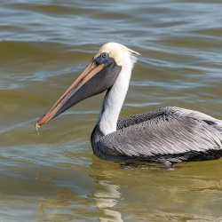 Bruine pelikaan - Sanibel island