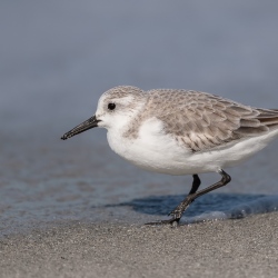 Drieteenstrandloper - Captiva island