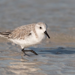 Drieteenstrandloper - Honeymoon island