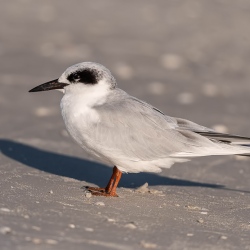 Forsters stern - Honeymoon island