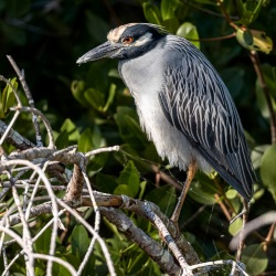 Geelkruinkwak - Sanibel island