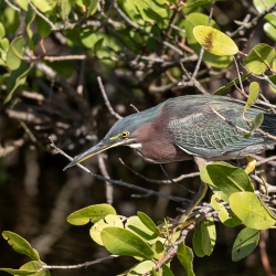 Groene reiger - Apopka Wildlife drive