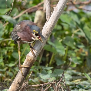 Groene reiger - Apopka Willife drive