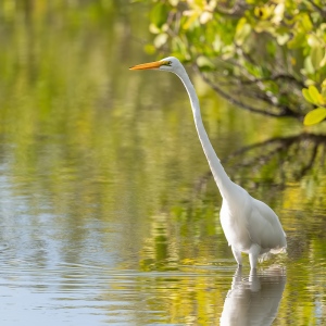 Grote zilverreiger - Merrit island Blackpoint Wildlife drive