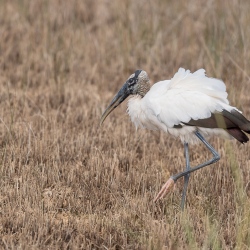 Kaalkopooievaar - Big Cypress Everglades