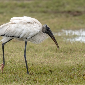 Kaalkopoooievaar - Merritt island