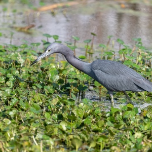 Kleine blauwe reiger - Apopka Wildlife drive