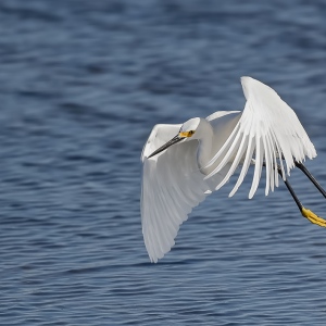 Kleine zilverreiger - Merrit island Blackpoint Wildlife drive