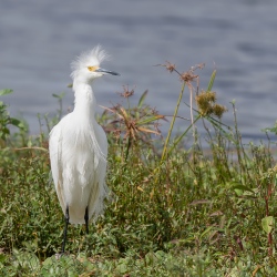 Kleine zilverreiger -  Merrit island Blackpoint Wildlife drive