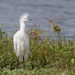 Kleine zilverreiger -  Merrit island Blackpoint Wildlife drive