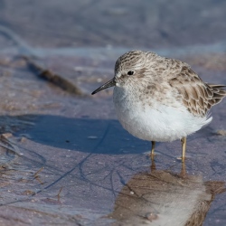 Kleinste strandloper - Fort de Soto